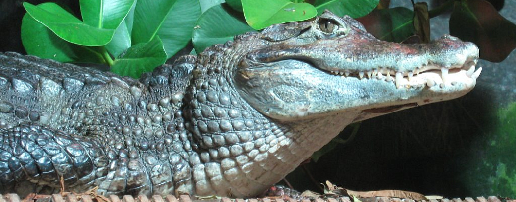 Осторожно, злой Crocodilus